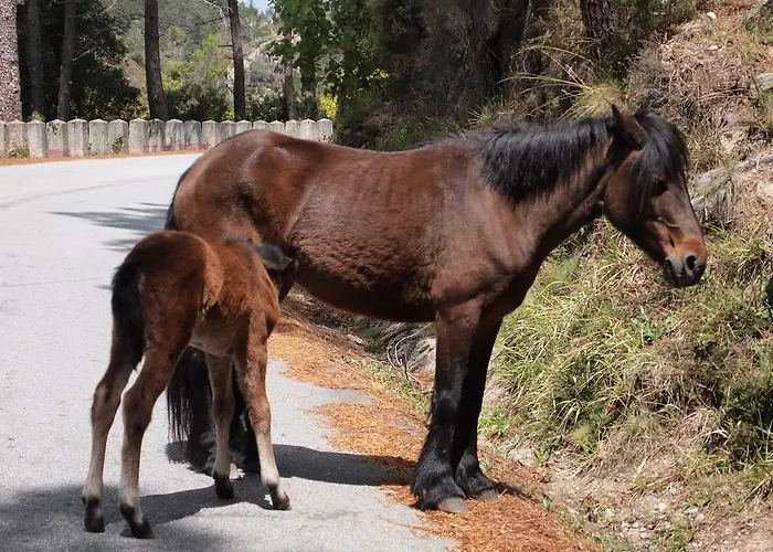 Εξοχικό σπίτι Rio *
